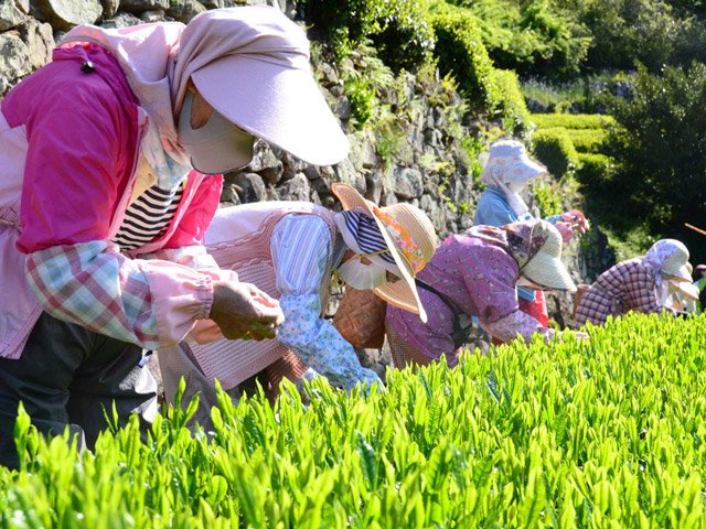 一番茶を摘み取る摘み子＝２０２１年５月、加茂郡白川町河東