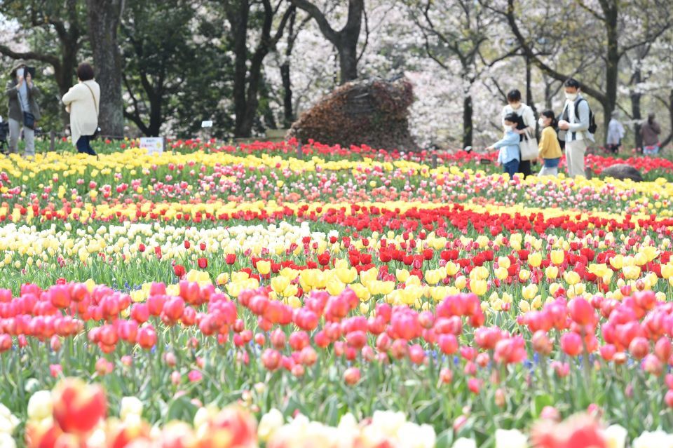 大花壇をカラフルに染めるチューリップ＝７日午後１時３５分、岐阜県海津市海津町油島、木曽三川公園センター