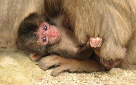 　母ザルにしがみつく赤ちゃんザル「バンパク」＝１５日午前、大分市（高崎山自然動物園提供）