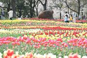 大花壇をカラフルに染めるチューリップ＝７日午後１時３５分、岐阜県海津市海津町油島、木曽三川公園センター