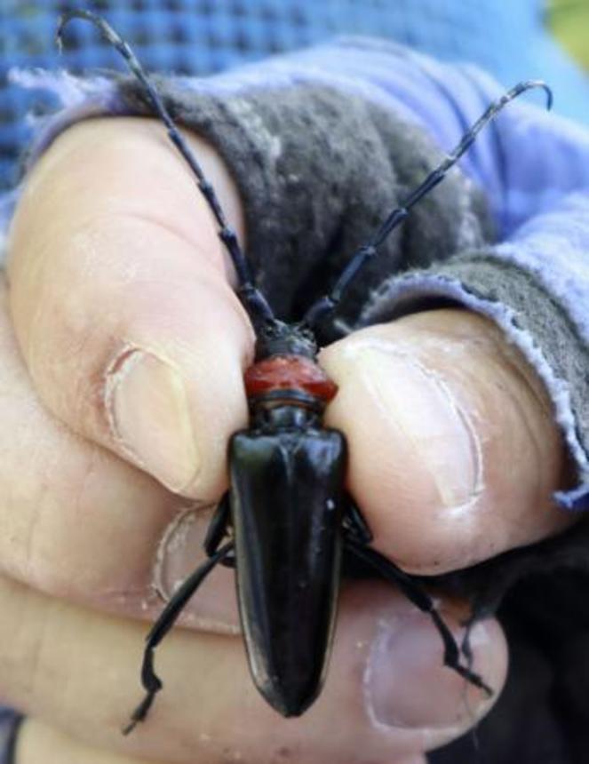 　捕獲されたクビアカツヤカミキリ