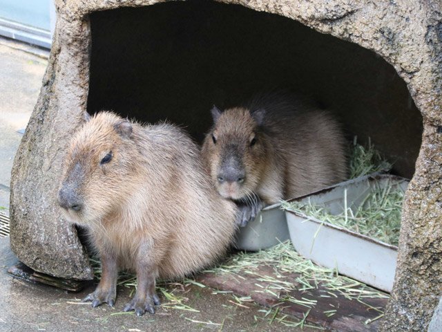 肌寒い日に、仲良く体を寄せ合って暖を取るカピバラ＝各務原市川島笠田町、世界淡水魚園水族館アクア・トトぎふ