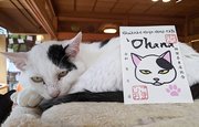 にらみつけるように鋭い目つきのごましお。御猫印の顔もそっくり＝中津川市中津川、ハワイアン保護猫カフェ＇Ｏｈａｎａ