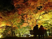 ライトに照らされ、幻想的な空間を演出するモミジ＝多治見市東町、生田公園