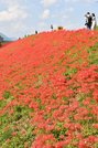 見頃を迎え、堤防を真っ赤に染めるヒガンバナ＝３０日午後１時４０分、海津市南濃町津屋
