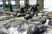 　境港に水揚げされたクロマグロ＝１４日午前、鳥取県境港市