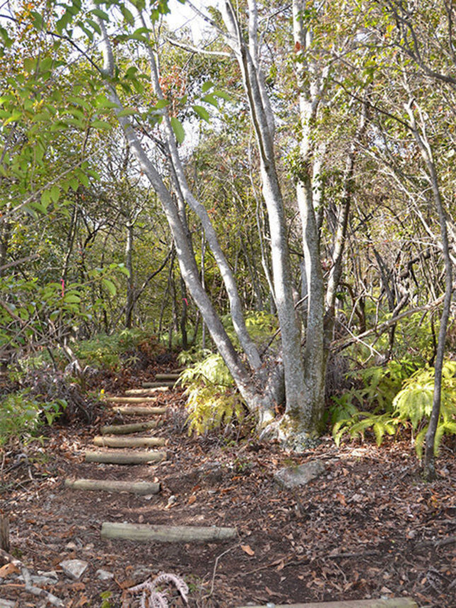 「牧野白山神社ルート（仮）」。丸太で補強された道が目印となり迷わず登れる