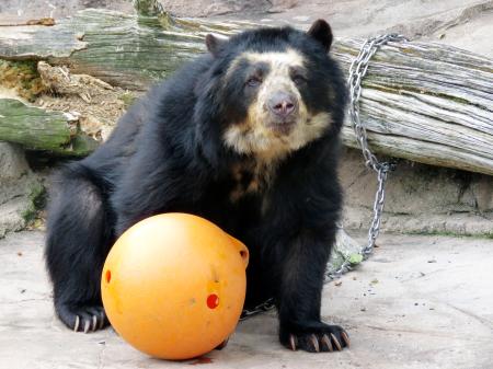 　死んだ雌のメガネグマ「プッペ」（天王寺動物園提供）