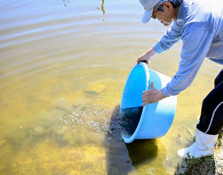 　池に放流されるドジョウの稚魚＝５日午前、島根県安来市