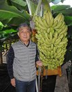 バナナを栽培する戸崎尚彦さん＝同町徳田、アクアファーム・ぎなん