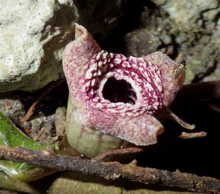 　鹿児島県・徳之島の固有種で、臭いにおいを出すトクノシマカンアオイの花（奥山雄大氏提供）