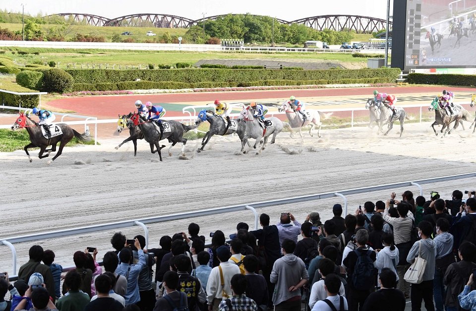 大勢のファンが見守る中、１１頭の芦毛馬が競ったウマ娘シンデレラグレイ賞＝羽島郡笠松町、笠松競馬場