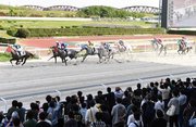 大勢のファンが見守る中、１１頭の芦毛馬が競ったウマ娘シンデレラグレイ賞＝羽島郡笠松町、笠松競馬場