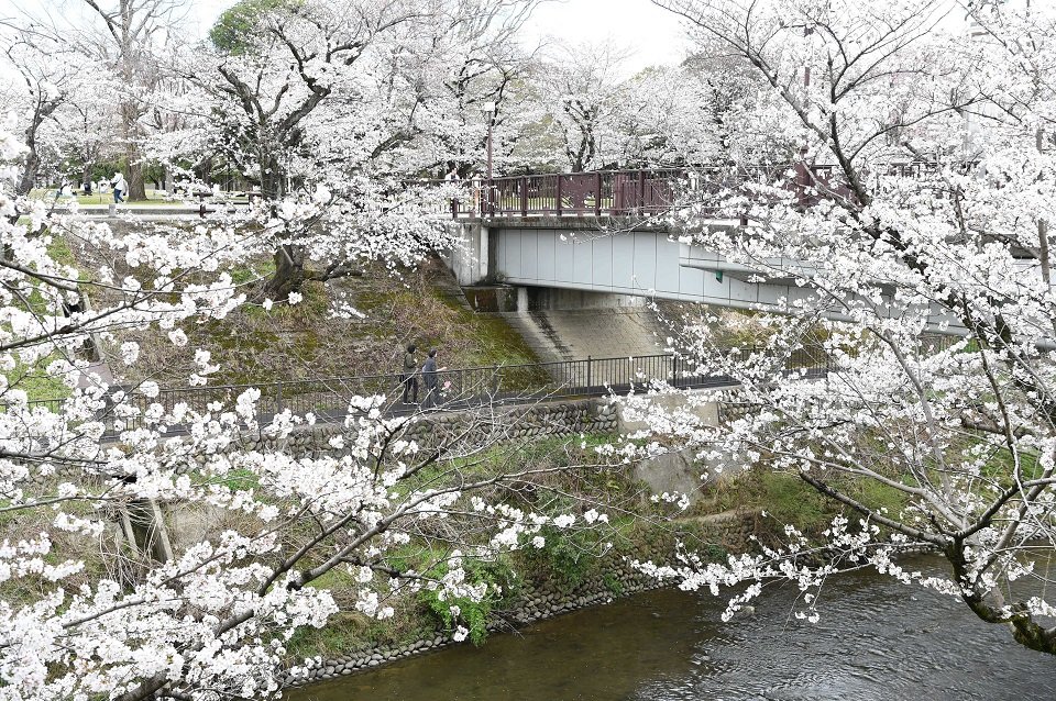 見頃を迎えた百十郎桜＝２４日午後１時１分、各務原市、新境川