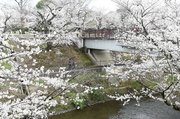 見頃を迎えた百十郎桜＝２４日午後１時１分、各務原市、新境川