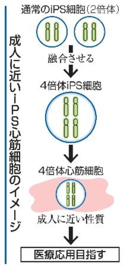 　成人に近いｉＰＳ心筋細胞のイメージ