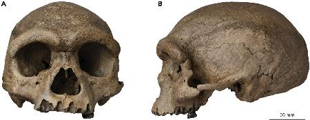 　中国・ハルビンで発見された頭骨の化石（国際科学誌イノベーション提供）