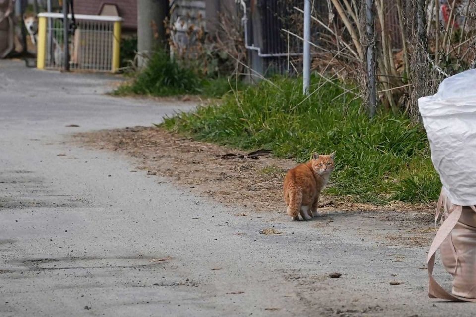 笠松競馬場周辺の猫＝笠松町