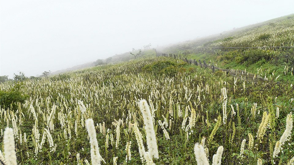 多くの薬草が自生する伊吹山＝昨年９月、岐阜、滋賀県境の山頂付近