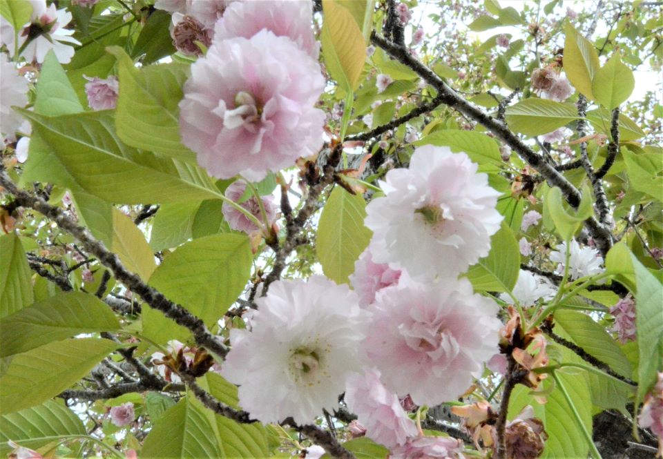 「二段咲き」が確認された揖斐二度ザクラ（中央の四つの花のうち、左の二つが二段咲き）＝岐阜県大野町南方