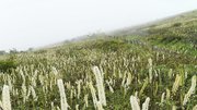 多くの薬草が自生する伊吹山＝昨年９月、岐阜、滋賀県境の山頂付近