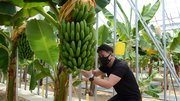 初収穫を迎えた鈴なりに実ったバナナ＝山県市藤倉