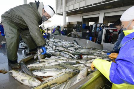　北海道・斜里漁港で水揚げされる秋サケ＝２０２２年１１月