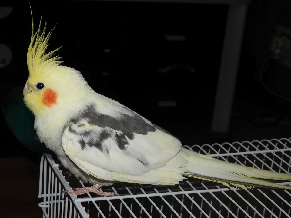 飼い主の元に戻ったオカメインコのプレジ君＝２６日午後５時１１分、岐阜市