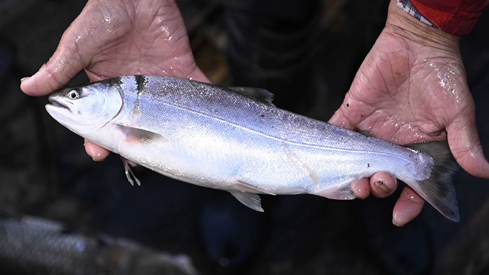 すば網にかかったサツキマス＝１１日、瑞穂市の長良川