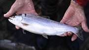 すば網にかかったサツキマス＝１１日、瑞穂市の長良川