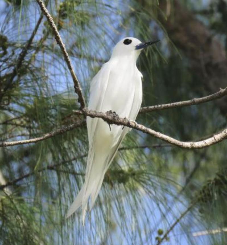 　繁殖が確認されたシロアジサシの成鳥＝２０２２年５月、東京都小笠原村・南鳥島（森林総合研究所北海道支所の川上和人さん提供）