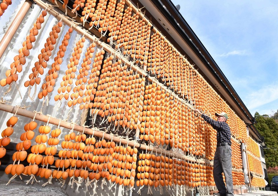 天日干しのため軒先いっぱいにつるされた連柿＝２４日午後１時４０分、山県市平井、佐野敬二さん方