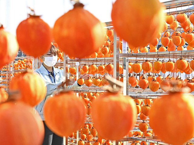 天日に干される堂上蜂屋柿＝２５日午前１０時４８分、美濃加茂市蜂屋町、ＪＡめぐみの蜂屋柿加工場
