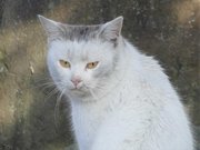 岐阜県で暮らす〝猫民〟たち。前髪を真っすぐ切った小学生のような猫も＝大垣市