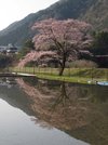 水田に映り込む神龍桜＝本巣市根尾神所