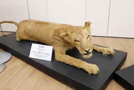 　戦時中に殺処分されたライオンの剥製＝９日、大阪市の天王寺動物園
