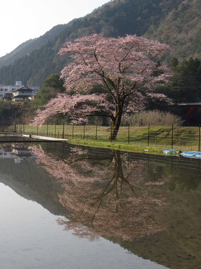 水田に映り込む神龍桜＝本巣市根尾神所