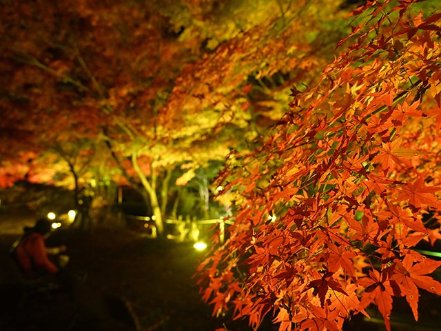 ライトに照らされ、鮮やかな色合いを見せるモミジ＝多治見市東町、生田公園