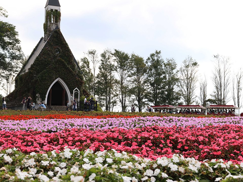 見頃を迎えた色とりどりの秋の花＝２３日午後、郡上市高鷲町鷲見、ひるがの高原牧歌の里