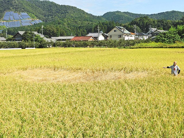 トビイロウンカによる「坪枯れ」の被害を受けた田んぼ＝昨年１０月、岐阜市則松