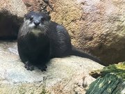 愛らしい表情や生態で人気のコツメカワウソ