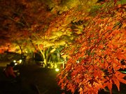 ライトに照らされ、鮮やかな色合いを見せるモミジ＝多治見市東町、生田公園