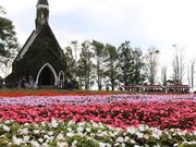 見頃を迎えた色とりどりの秋の花＝２３日午後、郡上市高鷲町鷲見、ひるがの高原牧歌の里