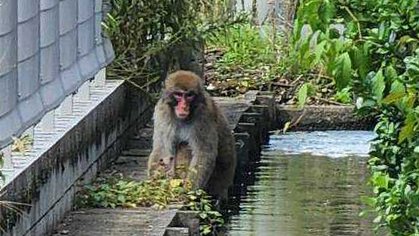 民家の間にある水路渡って移動するサル＝３１日午後１時３０分、岐阜県瑞穂市稲里（市提供）