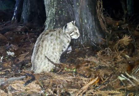 　長崎県・対馬で撮影されたツシマヤマネコ＝２０２５年６月（環境省対馬自然保護官事務所提供）