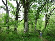 新緑が映えるブナの森＝飛騨市河合町天生、天生県立自然公園