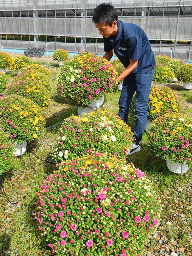 出荷を待つ三色植えのガーデンマム＝富加町羽生、丸富園芸