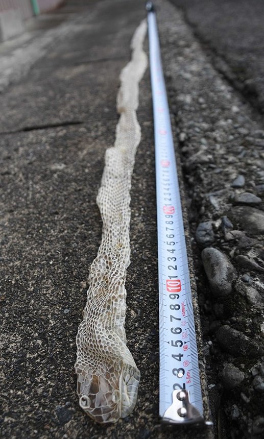 約２メートルのヘビの抜け殻＝揖斐川町極楽寺