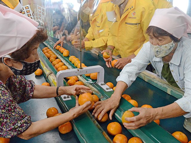 選果作業に励む会員ら＝揖斐郡大野町相羽、ＪＡいび川大野営農経済センター大野果実共同選果場