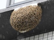 マンション８階の出窓下にある蜂の巣。白い物体に、無数のミツバチが群がっている＝岐阜市竜田町